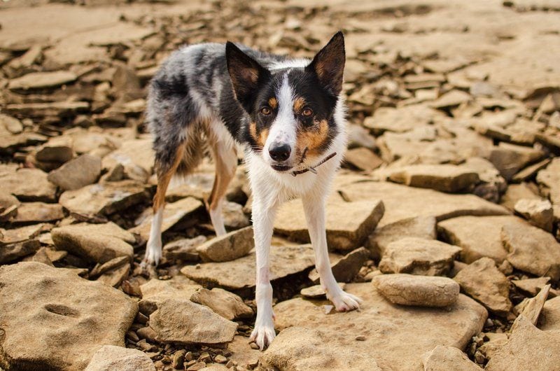 Border Heeler