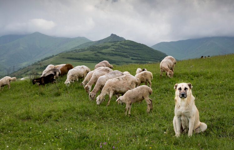 anatolian shepherd in highlands