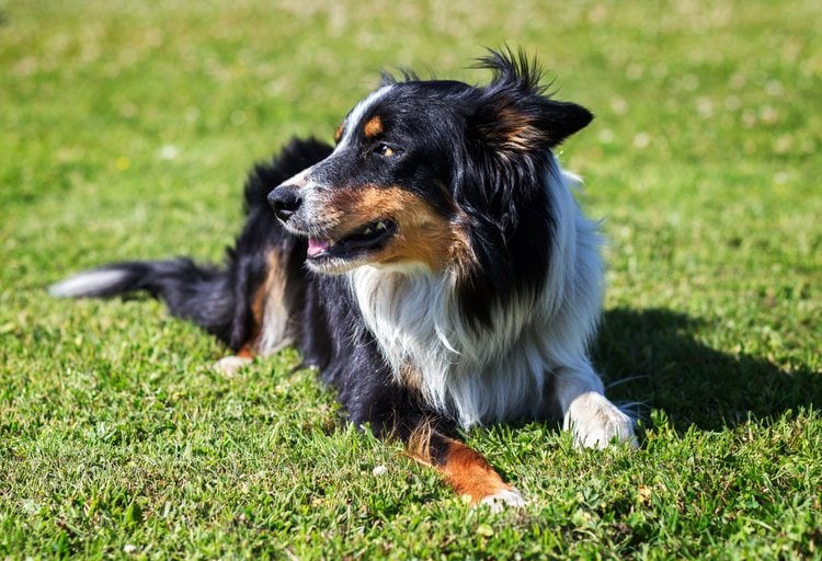 tri colored border collie