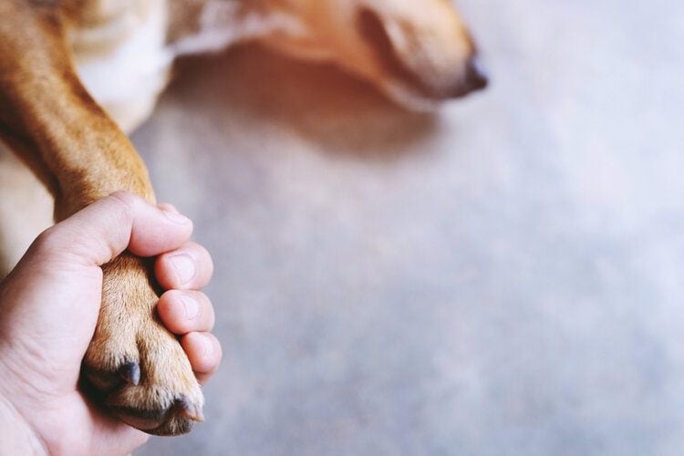 owner holding dogs paw