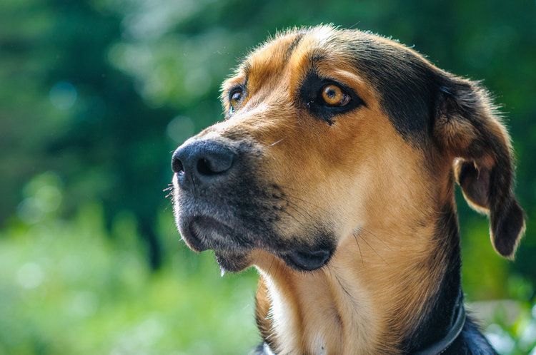 german shepherd golden retreiver mix