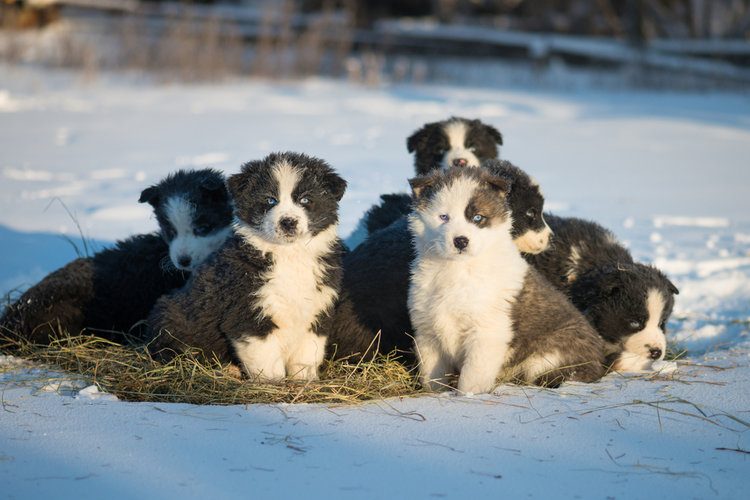 Yakutian laika puppies sitting on the hay