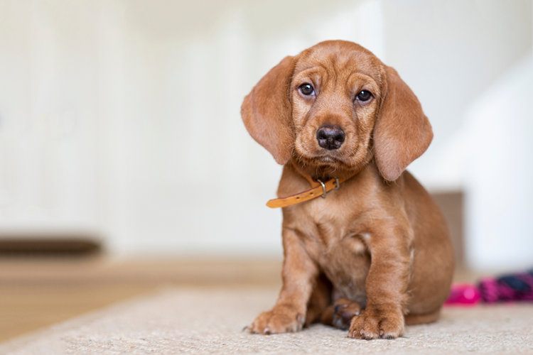 Basset Fauve de Bretagne puppy
