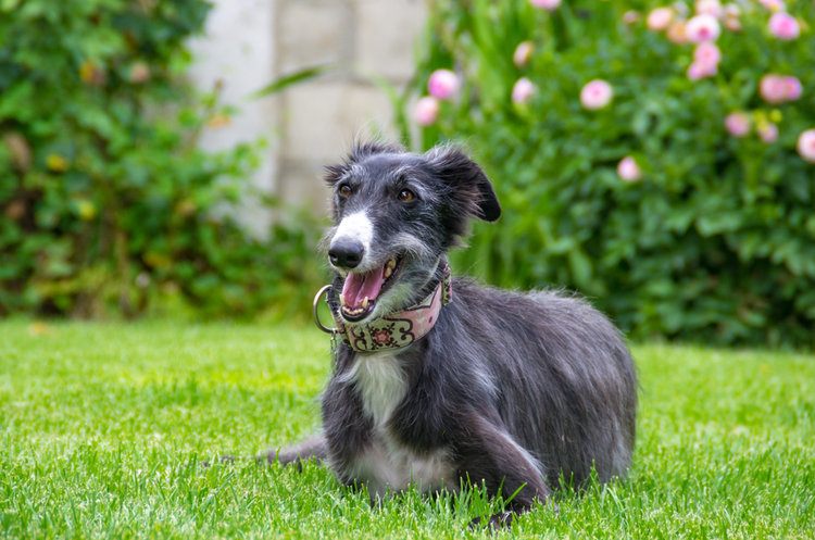Silken Windhound laying in grass