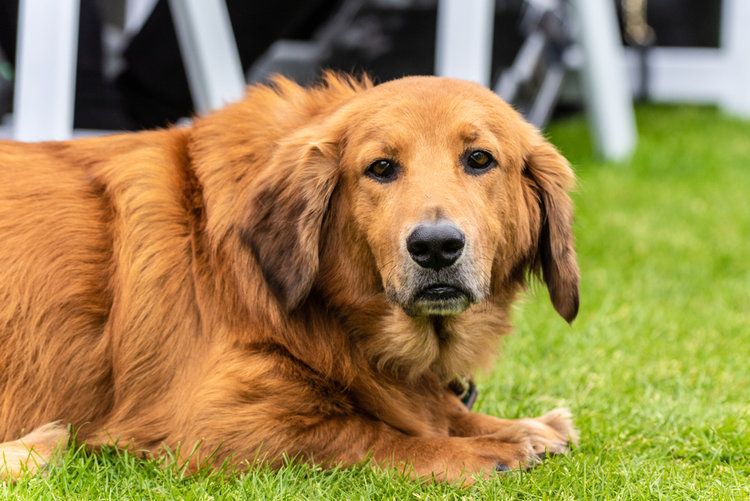 Golden Retriever and Basset Hound dog resting on park grass