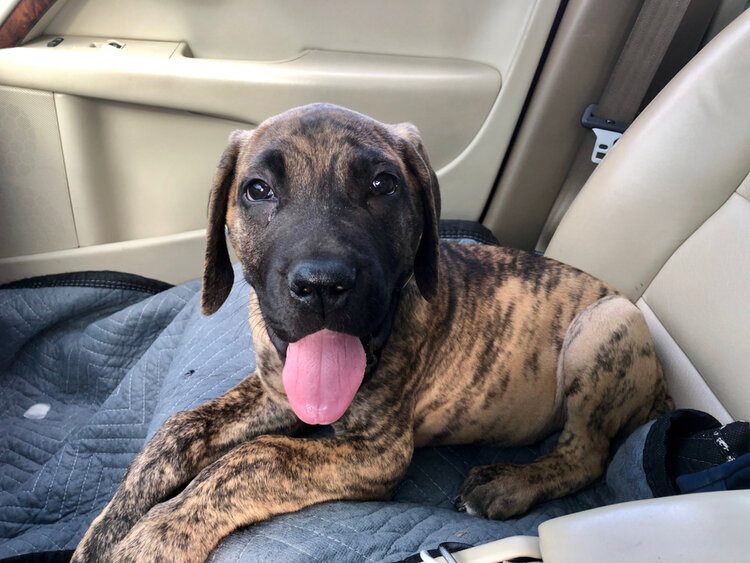 daniff puppy sitting in car