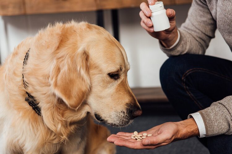 golden retrevier taking vitamins