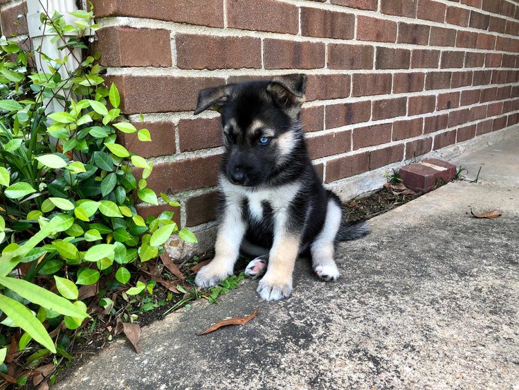 German Shepherd and Siberian Husky mixed puppy
