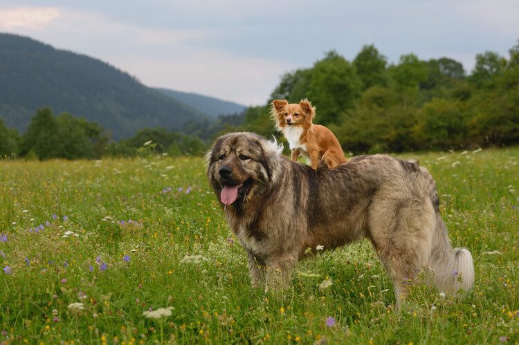 young chihuahua dog with caucasian shepherd