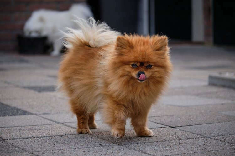 orange pomeranian licking nose