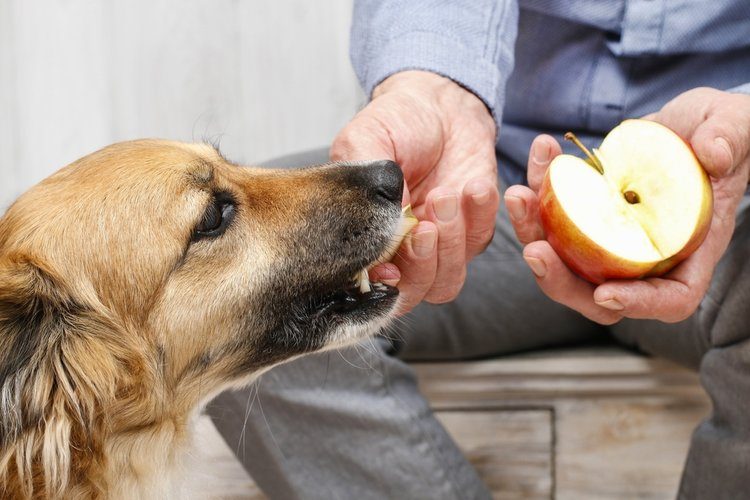 dog being fed apple