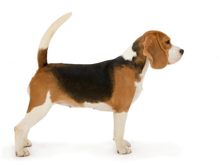 standing beagle