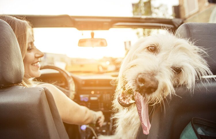 woman and labradoodle in car