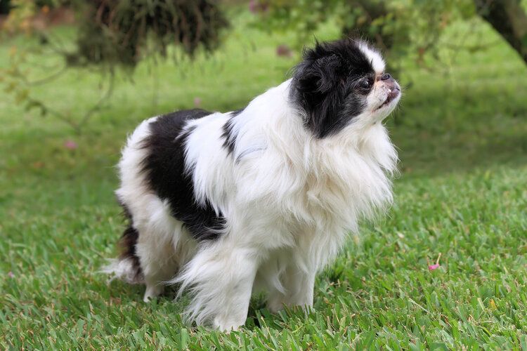 japanese chin in grass