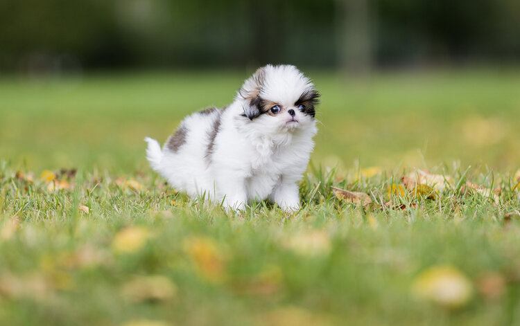 Japanese chin puppy