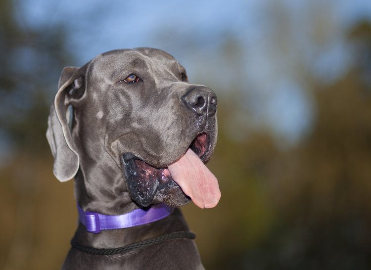 grey blue great dane