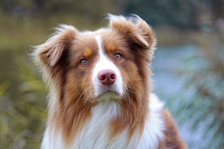 close up australian shepherd