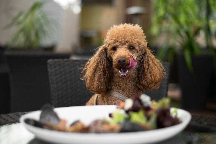 dog in restaurant