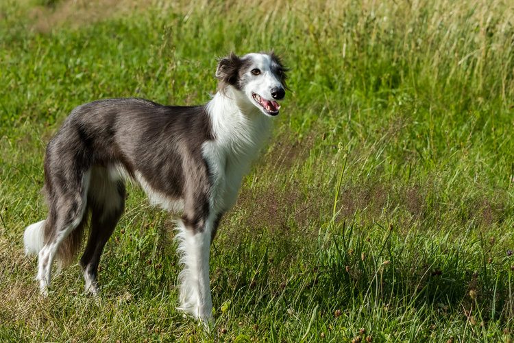 silken windhound in grass