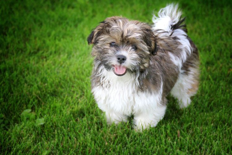 shichon puppy