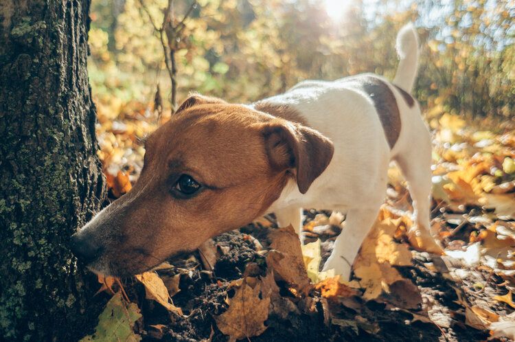 dog hunting in forest