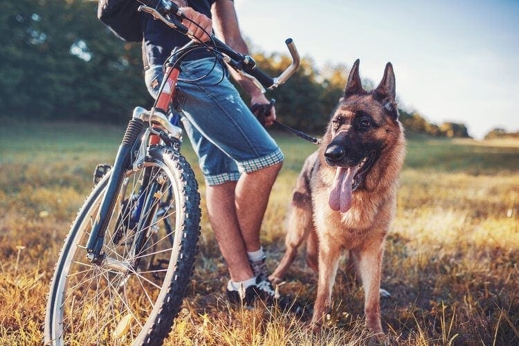 dog with owner on bike ride