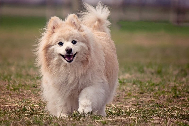 Pomeranian running