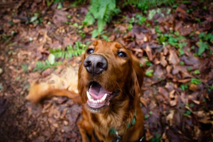 golden irish