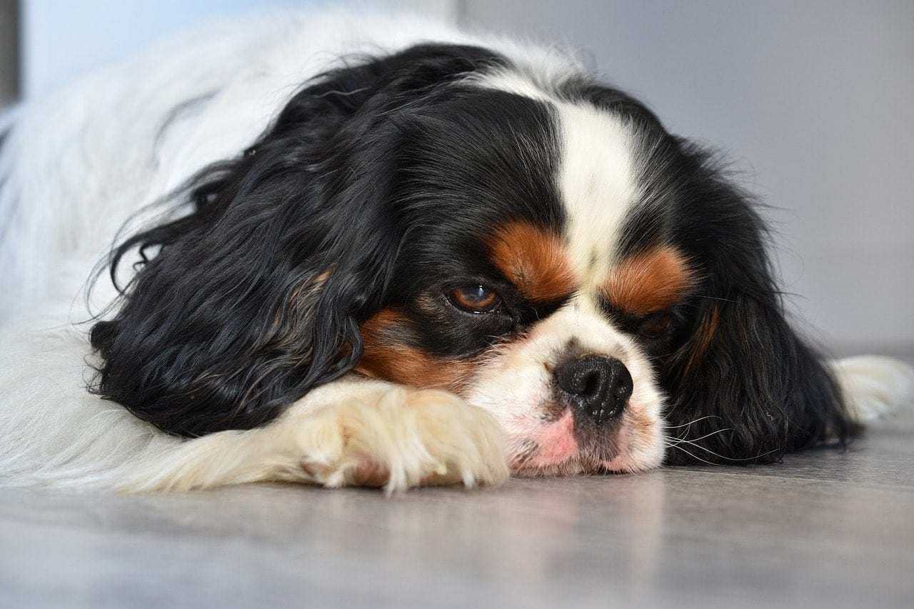 sad cavalier spaniel
