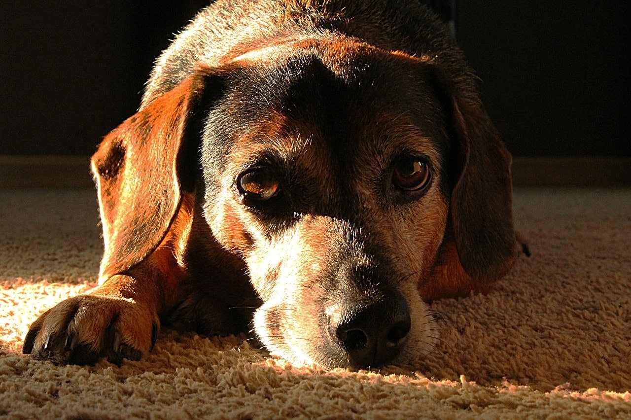 sad hound