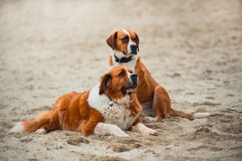 saint bernard dogs on the sand