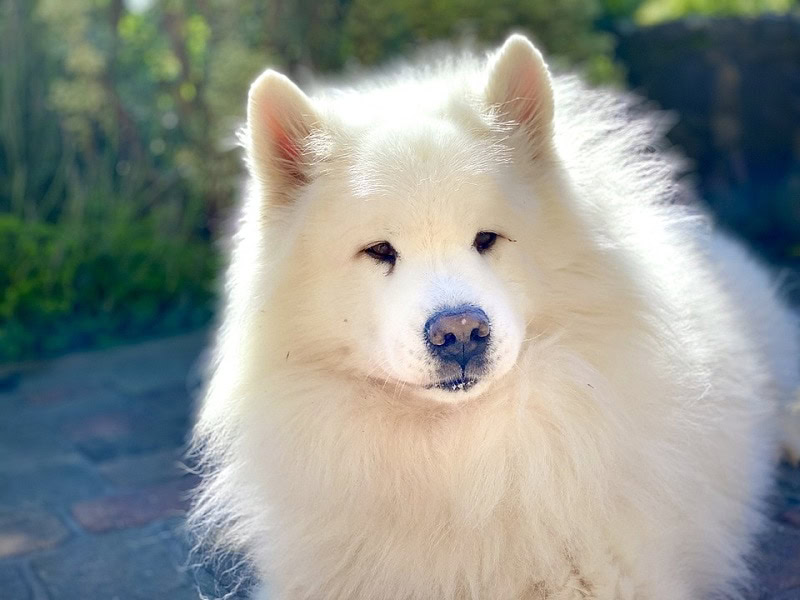 samoyed close up