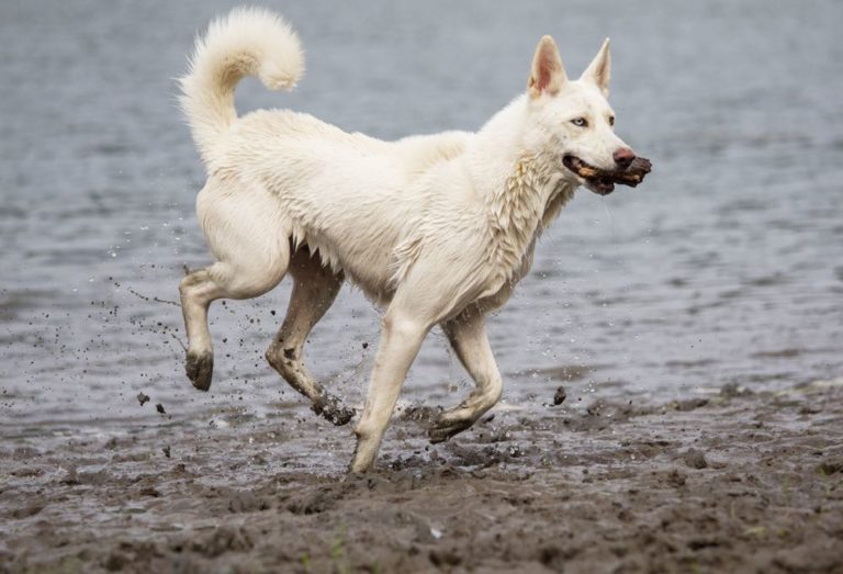 10 Samoyed Mixed Dog Breeds (With Info & Pictures) | Hepper Pet Resources
