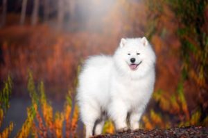 How Much Does a Samoyed Cost? 2026 Price Guide | Hepper Pet Resources