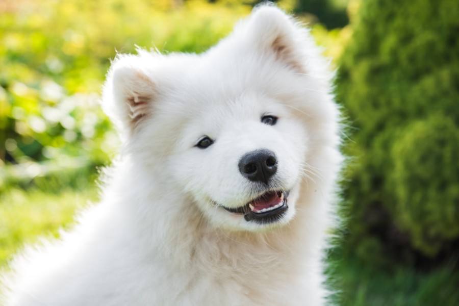 samoyed