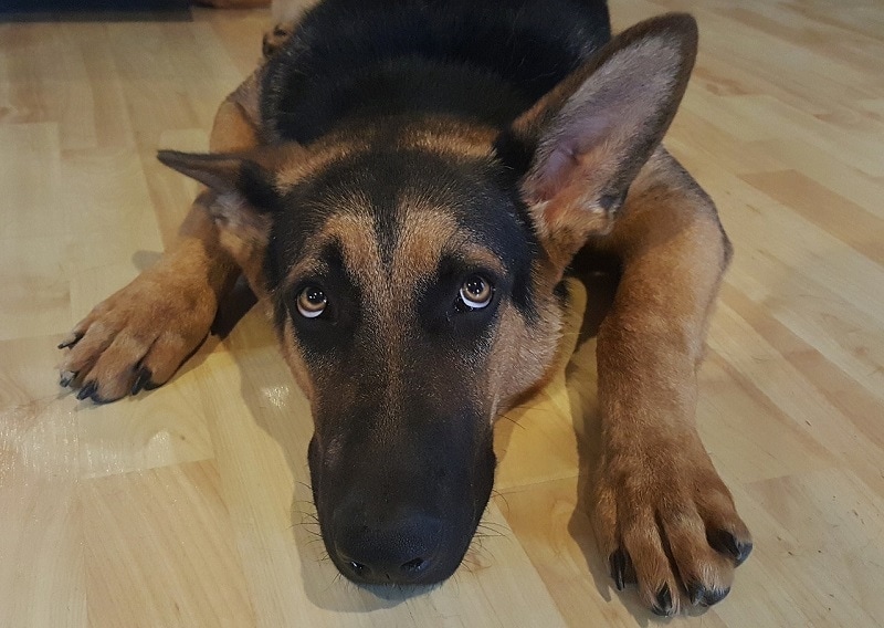 scared german shepherd