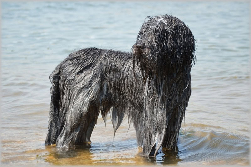 schapendoes black
