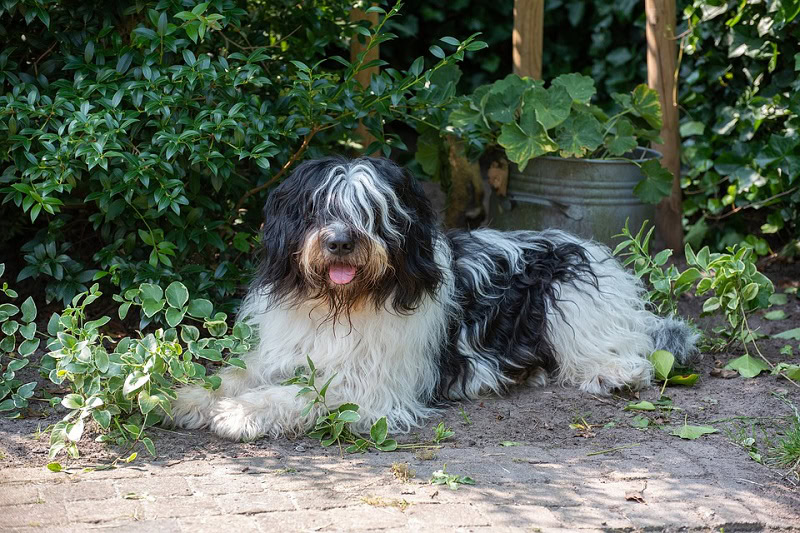 schapendoes on land