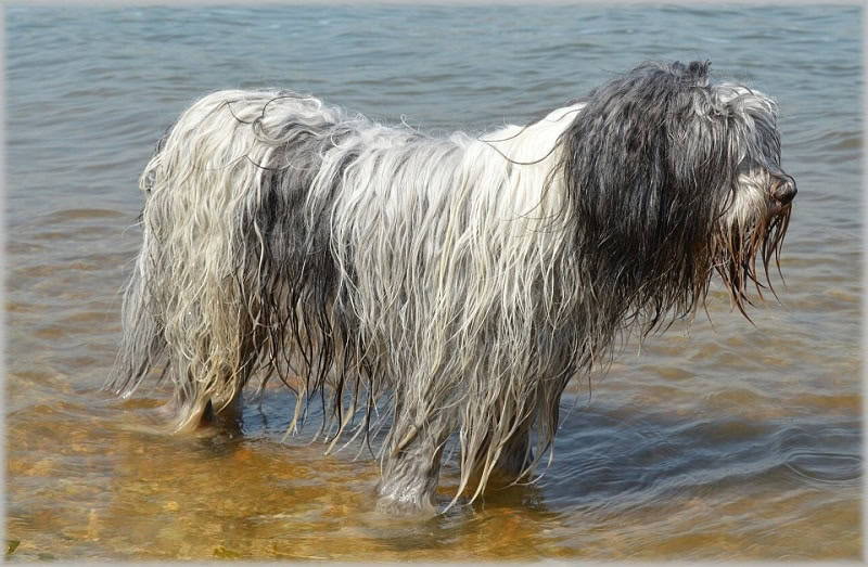 schapendoes white