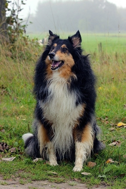 scottish collie