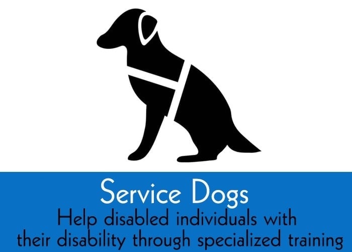 sevice dog