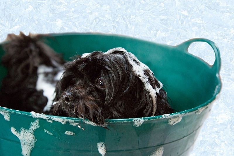 shampoo dog