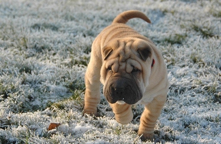 sharpei