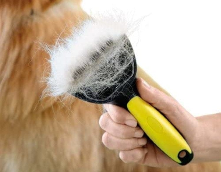 shedding tool for dogs