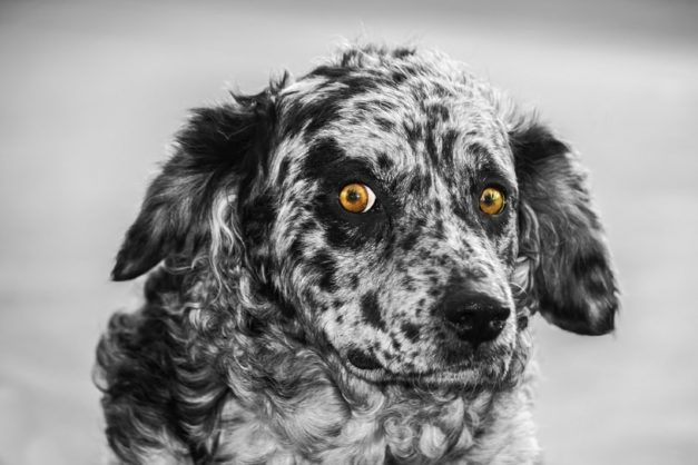 26 Spanish Dog Breeds: Info, Pictures & History of Pups From Spain ...