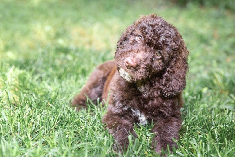shepadoodle puppy lying on grass