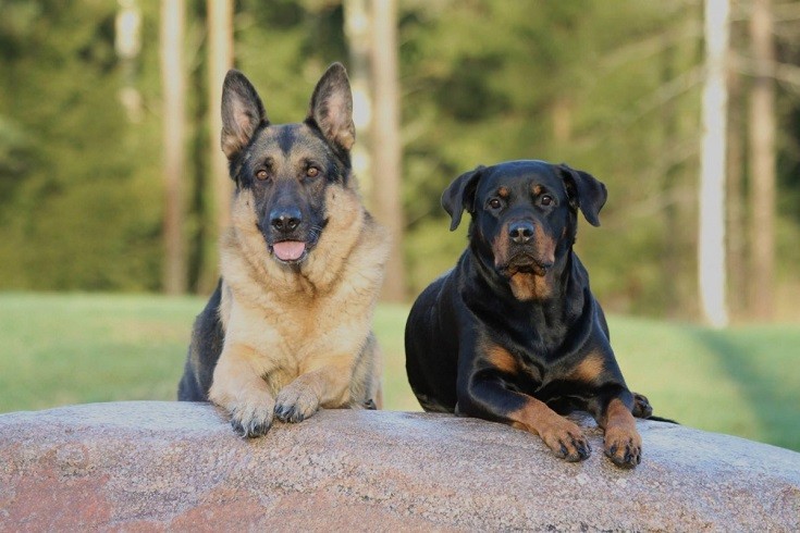 sheperd and rottie