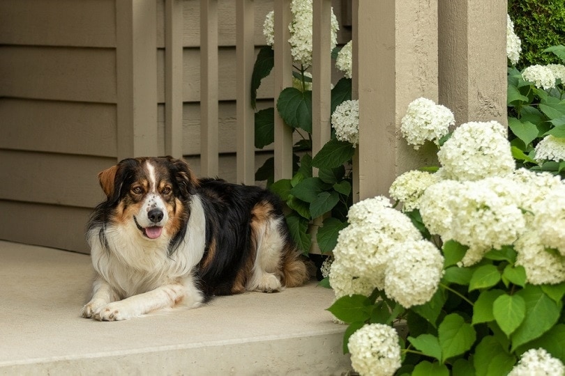 shepherd at the entrance to a home_Jennifer McCallum_shutterstock