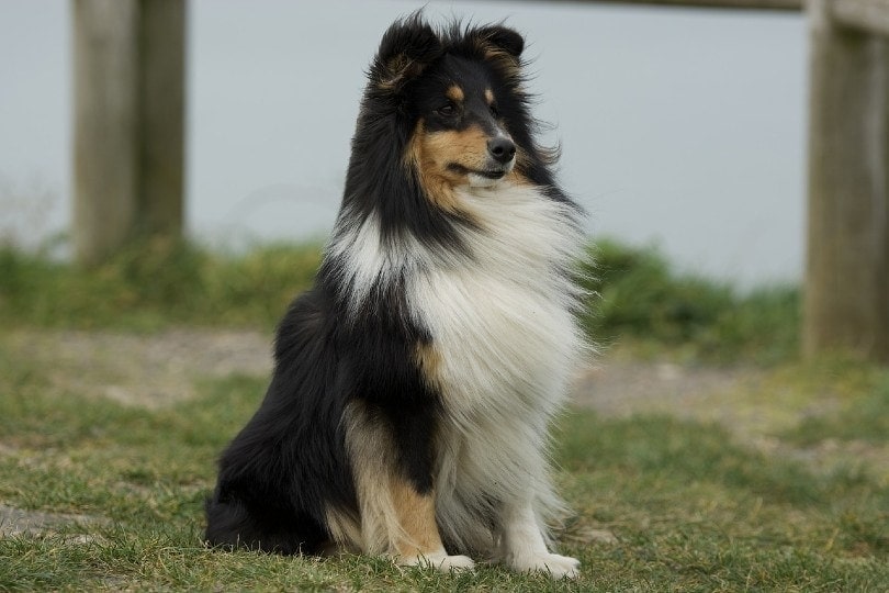 shetland sheepdog sitting on grass