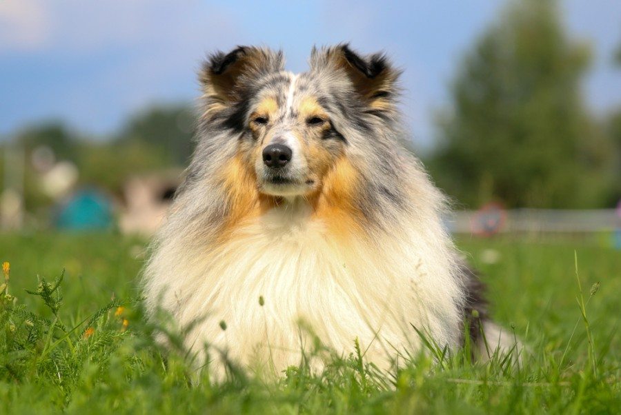 shetland sheepdog colore-headed white